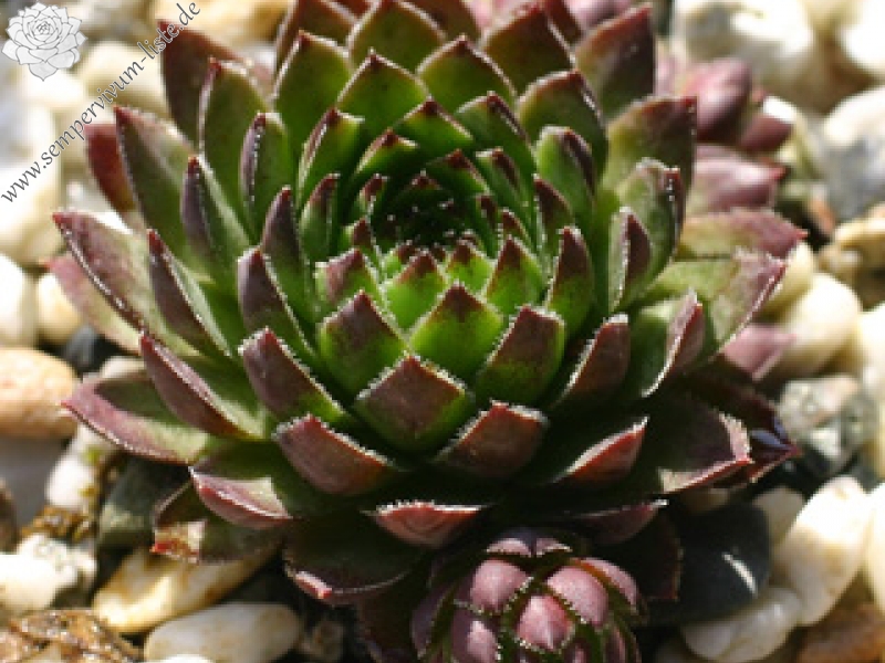 globiferum ssp. hirtum from Col d'Aubisque