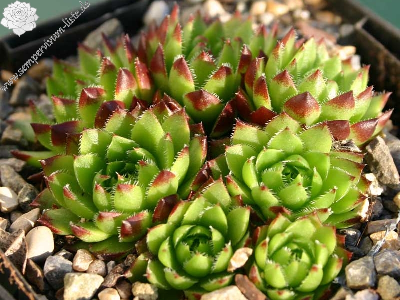 globiferum ssp. hirtum x S. heuffelii Nr. 3