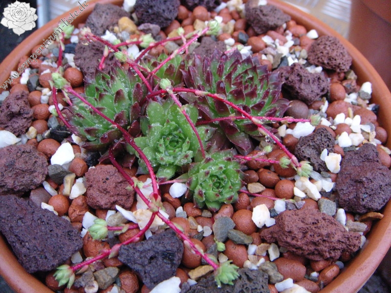 marmoreum (rubrifolium)