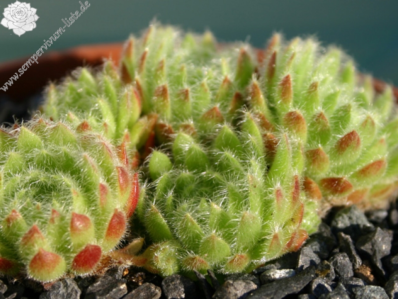 ciliosum ssp. ciliosum (borisii)