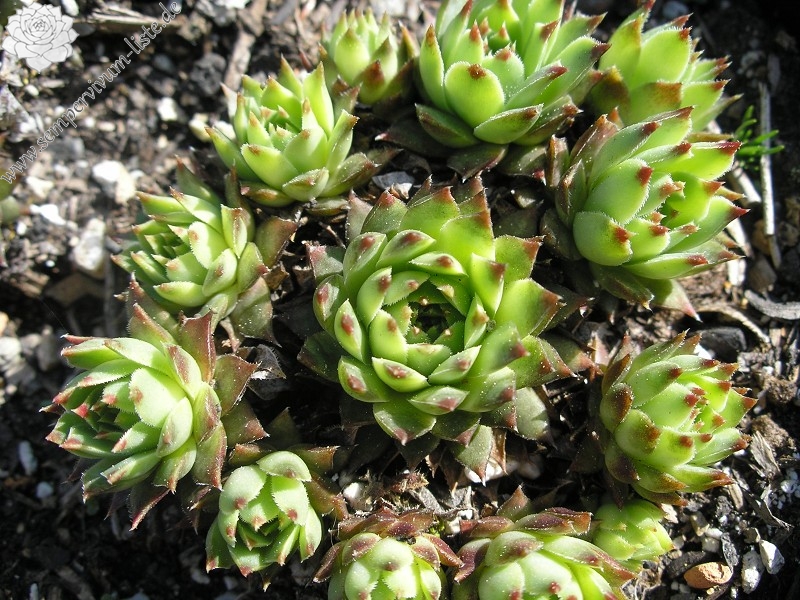 calcareum from Céüse (Typ nanus) 1