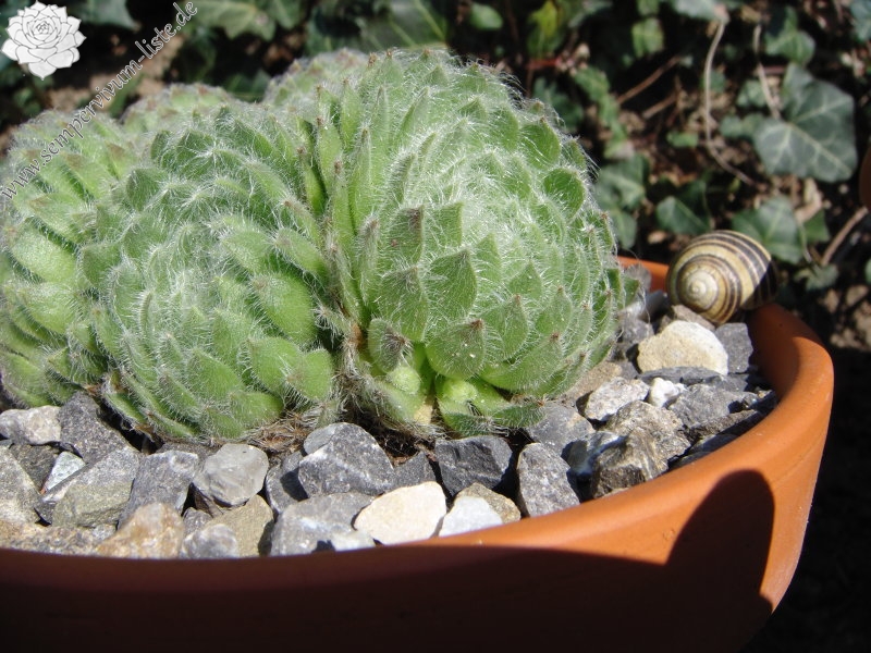 ciliosum ssp. ciliosum (borisii)