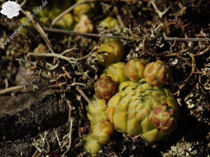 globiferum ssp. globiferum from Svatá