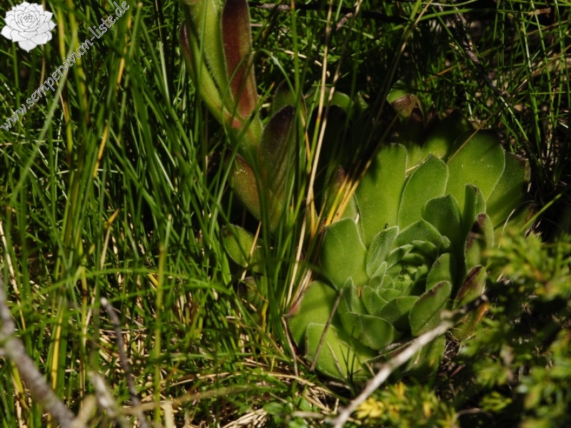 heuffelii from Ribnosee, unterhalb