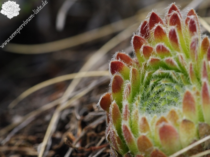 ciliosum x S. marmoreum from Lipova Livada (ü. d. Straße)