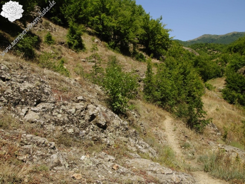 ciliosum from Rila, O, Krasto