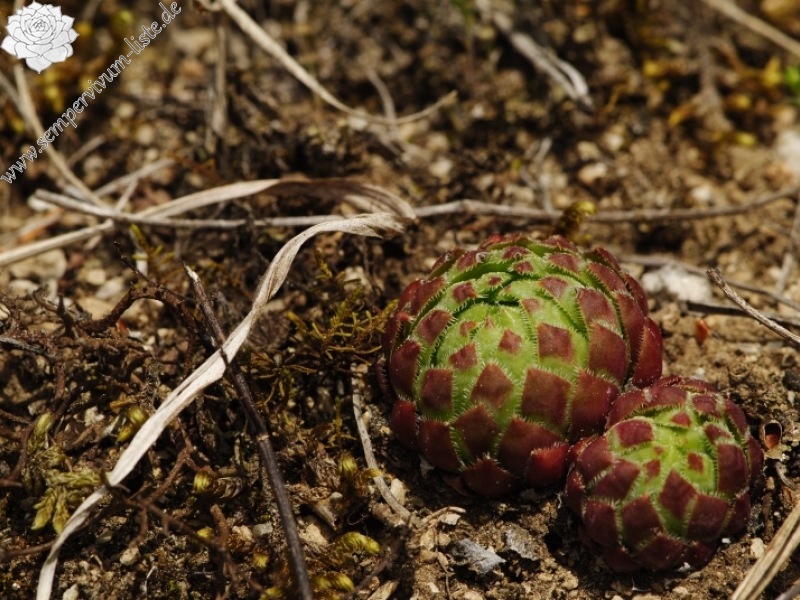 globiferum ssp. globiferum from Čepice, NO