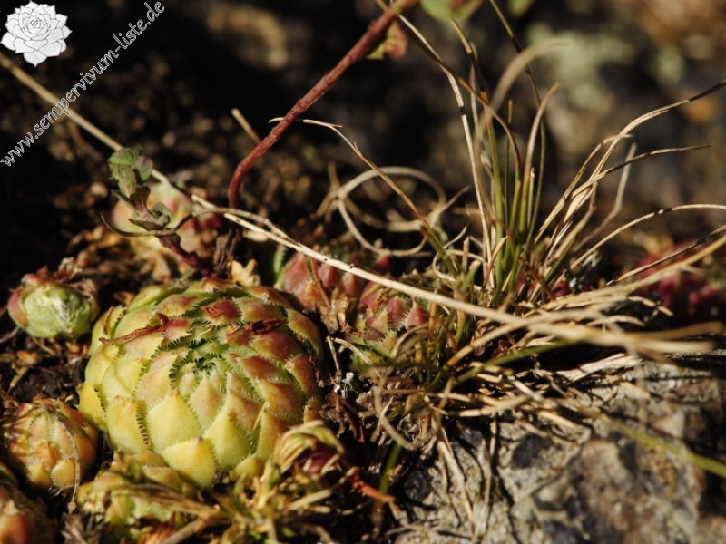 globiferum ssp. globiferum from Hudlická skála