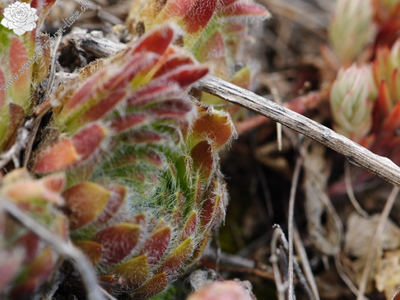 ciliosum x S. marmoreum from Lipova Livada (ü. d. Straße)