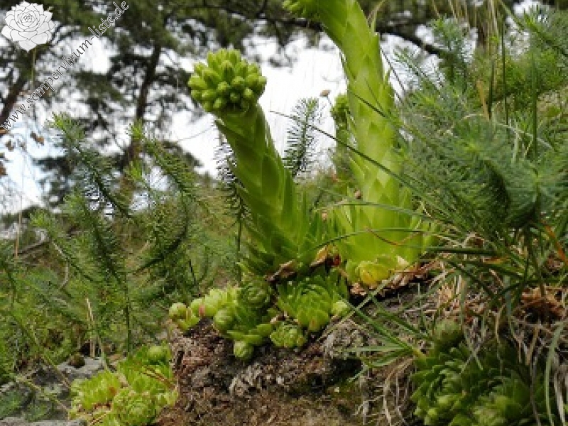 globiferum ssp. globiferum from Kozelka