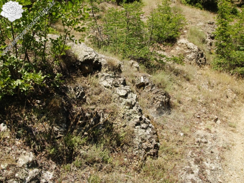ciliosum from Rila, O, Krasto