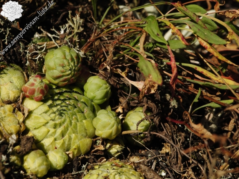 globiferum ssp. globiferum from Hudlická skála