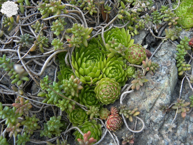 globiferum ssp. globiferum from Blansko, Zusammenfluss