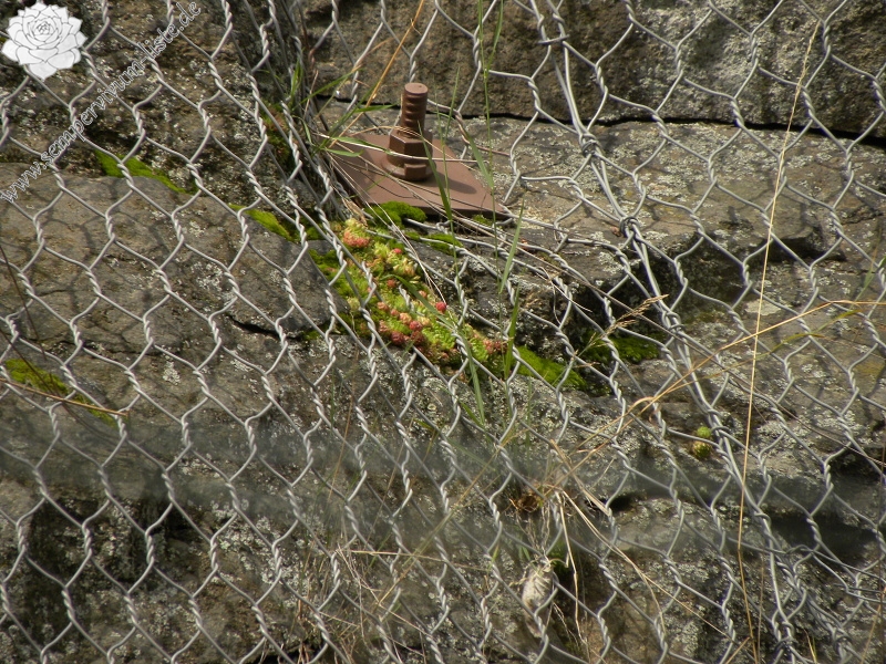 globiferum ssp. globiferum from Bečov nad Teplou, Eisenbahn