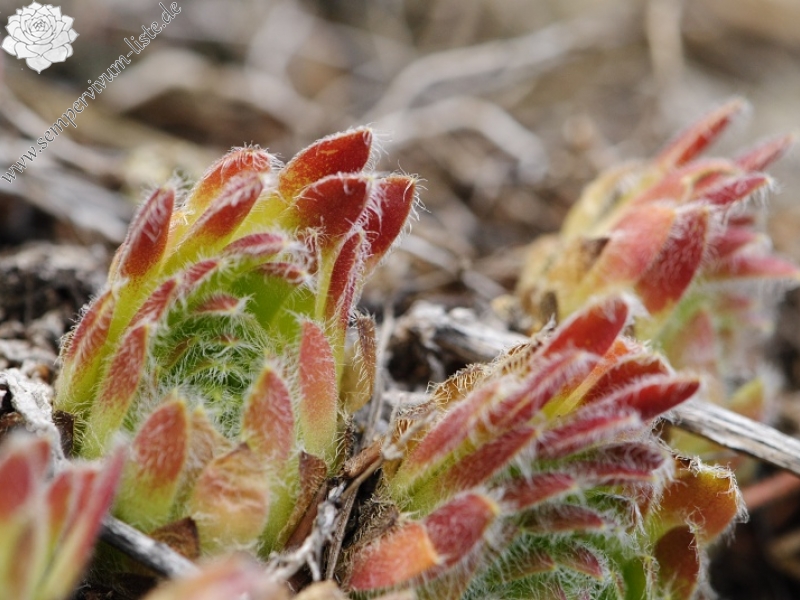 ciliosum x S. marmoreum from Lipova Livada (ü. d. Straße)