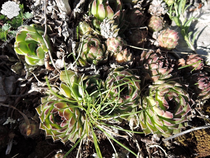 marmoreum from Mt. Svilaja