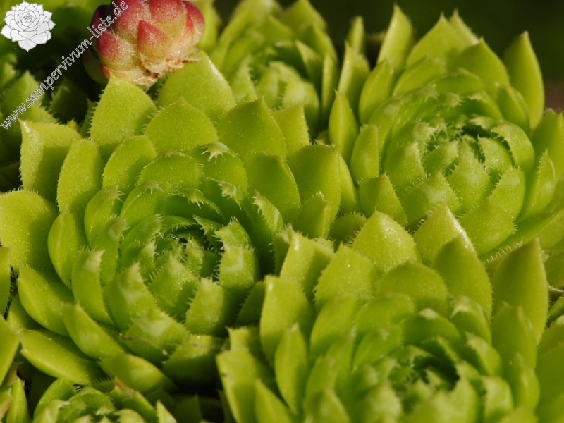 globiferum ssp. globiferum from Blansko, Zusammenfluss