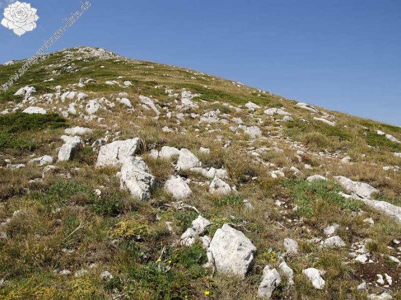 heuffelii from Tepeno, Tafel