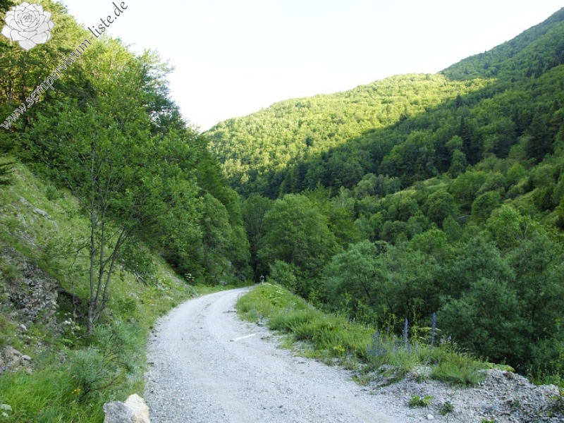 heuffelii from Pobeda (unterhalb)