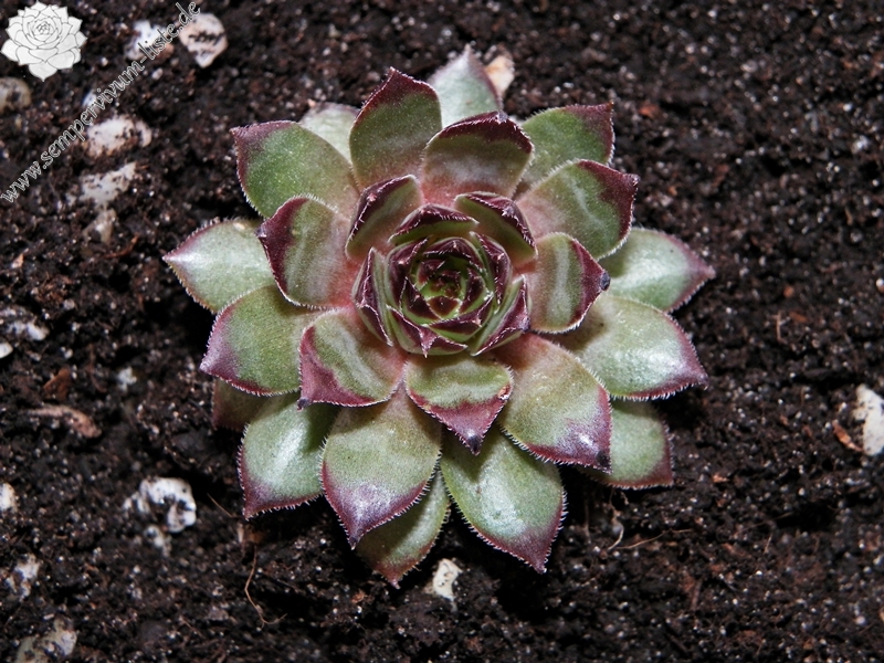 King Alfred