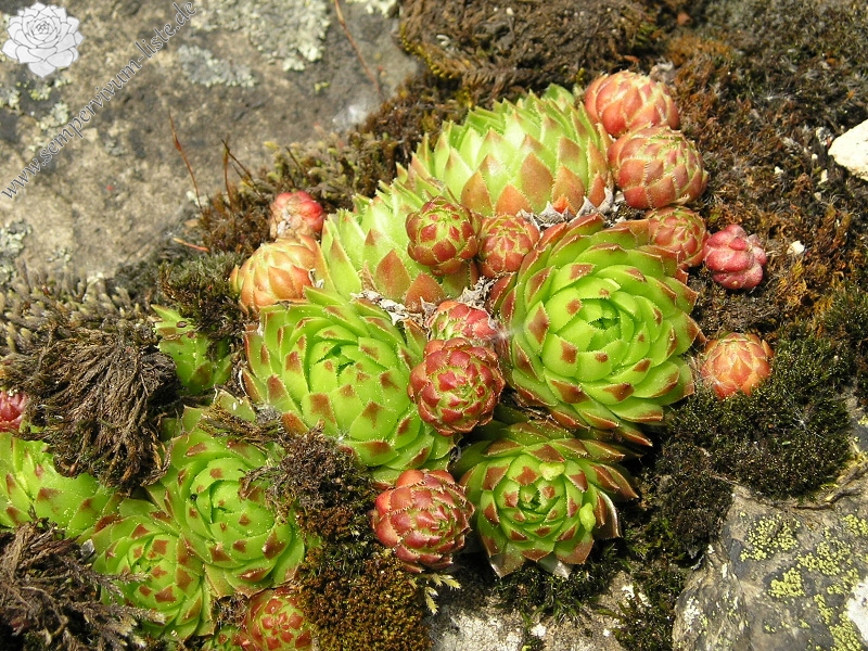 globiferum ssp. globiferum from Andělská hora