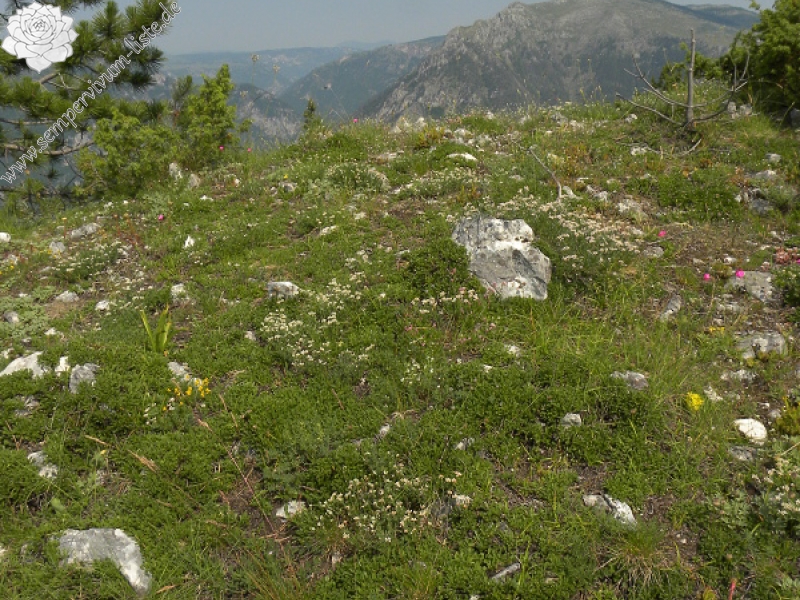 marmoreum from Ćurovac, S Abhang