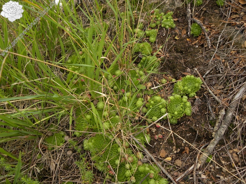 globiferum ssp. globiferum from Bečov nad Teplou, Zlatý vrch