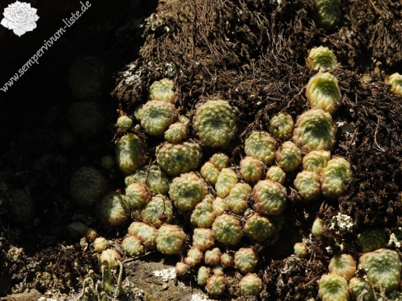 ciliosum from Rila, O, Krasto