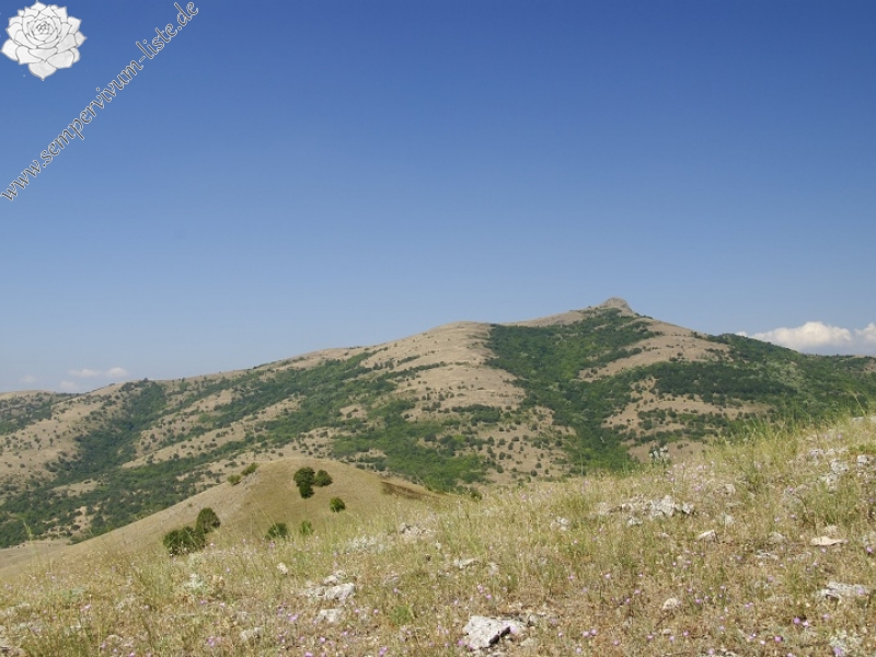 klepa from Gorno Čičevo, NW