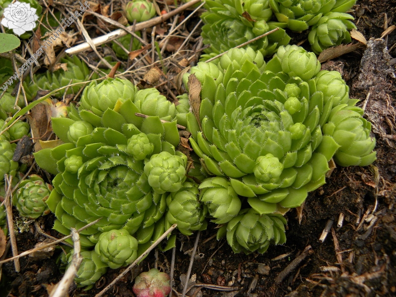globiferum ssp. globiferum from Bečov nad Teplou, Zlatý vrch