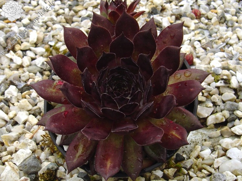 King Alfred