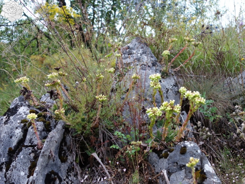 heuffelii from Pivska planina