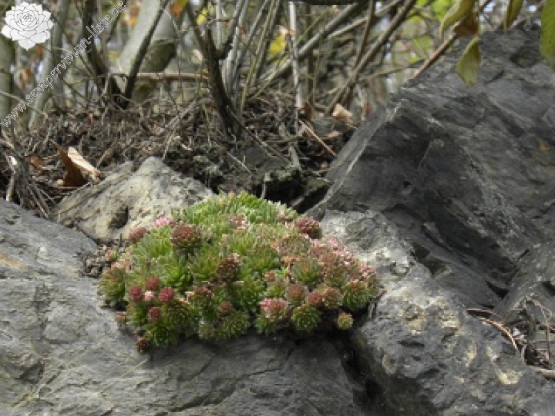 globiferum ssp. globiferum from Liblín (nahe der Brücke)