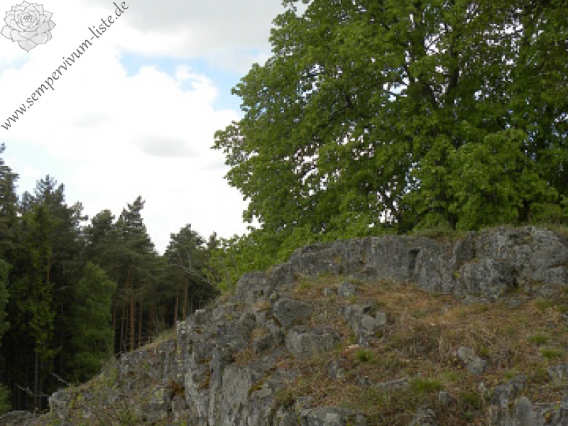 globiferum ssp. globiferum from Kozinec