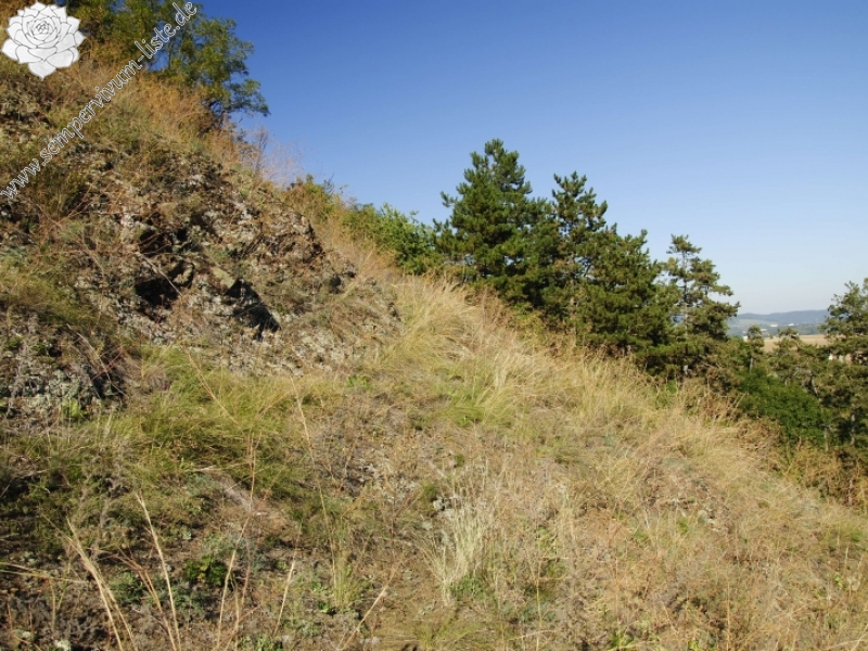 globiferum ssp. globiferum from Trubínský vrch