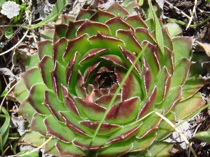 marmoreum from Mt. Svilaja