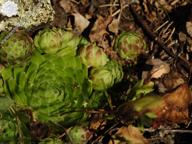 globiferum ssp. globiferum from Statíková skála