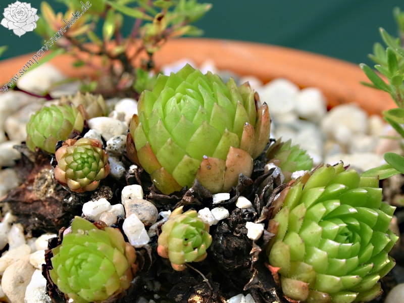 marmoreum ssp. ballsii