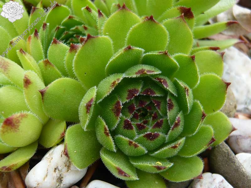 cantabricum