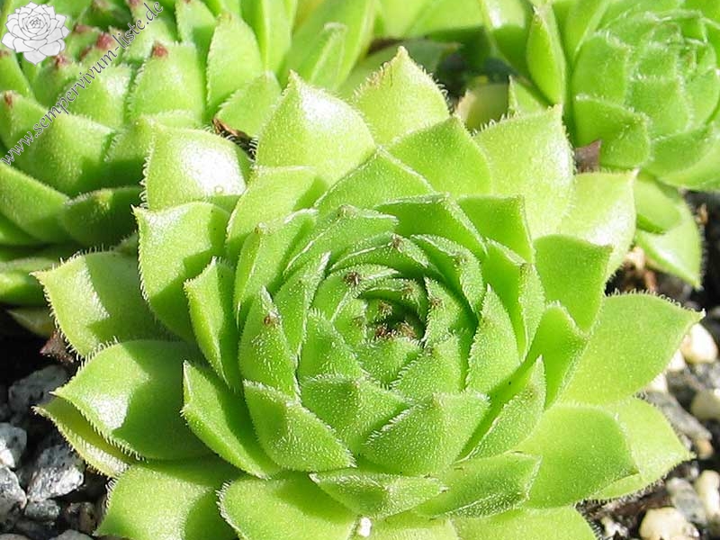 cantabricum ssp. urbionense from Laguna Negra de Urbión