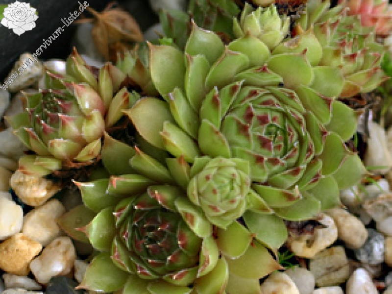 fauconnetii (villosum)