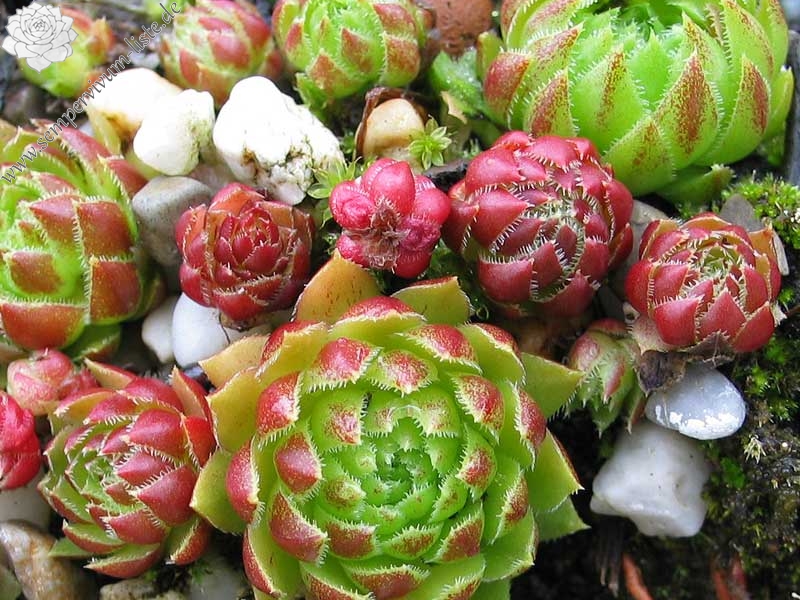 globiferum ssp. globiferum from Lochen