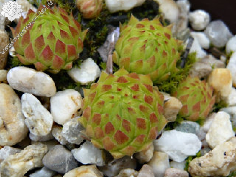 globiferum ssp. hirtum from Annenheim