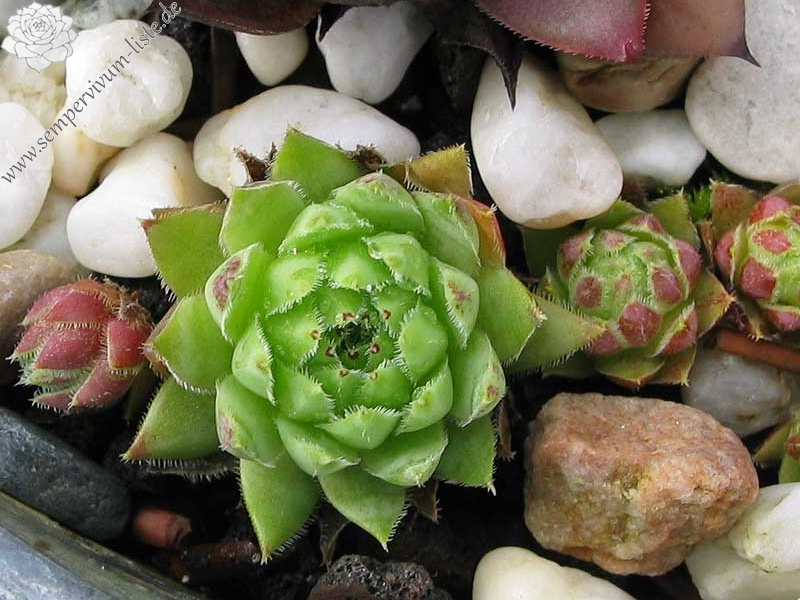 globiferum ssp. hirtum from Budai Mts Typ B HO