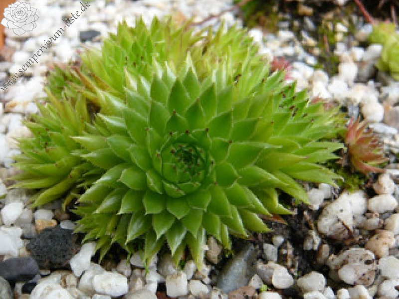 globiferum ssp. hirtum from Margarethen