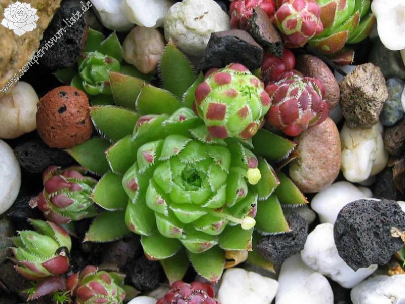 globiferum ssp. hirtum from Nitra