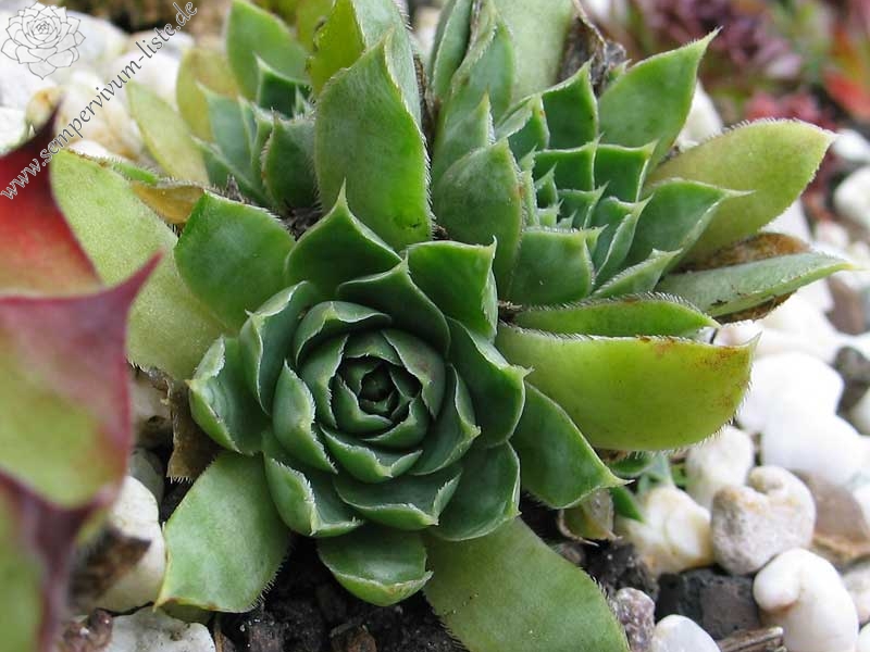 heuffelii from Partizansky Planina