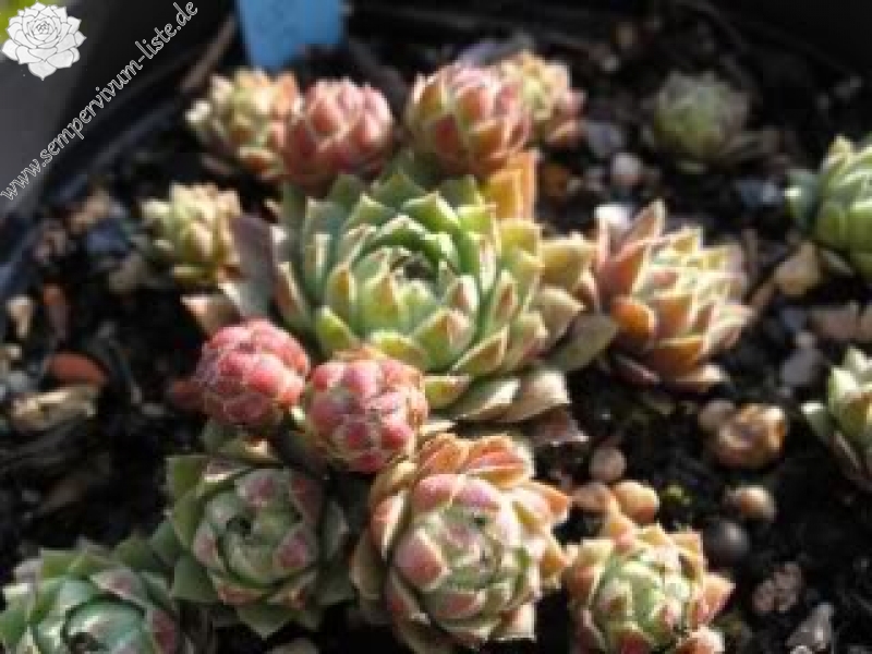 globiferum ssp. hirtum from Eger