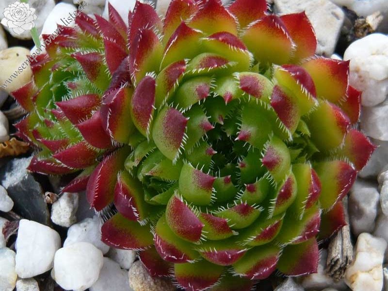 globiferum ssp. hirtum x S. heuffelii Nr. 3