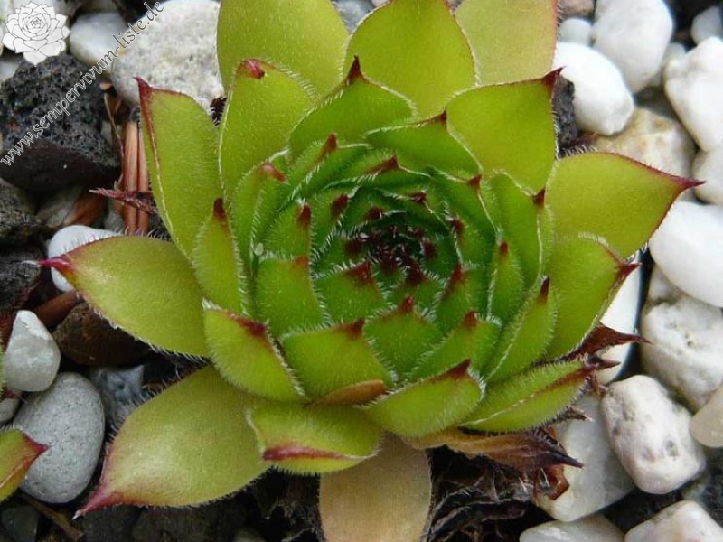 kosaninii from Koprivnik